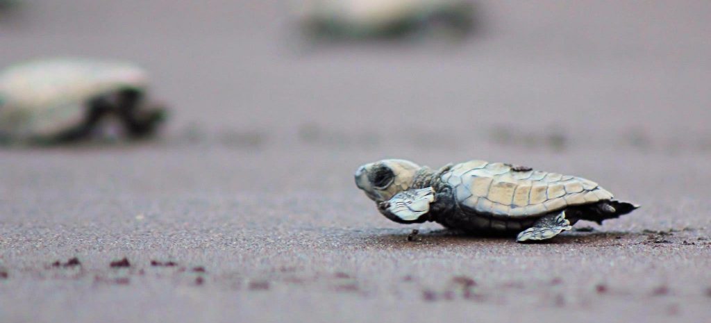 wildlife-konkan velas turtle